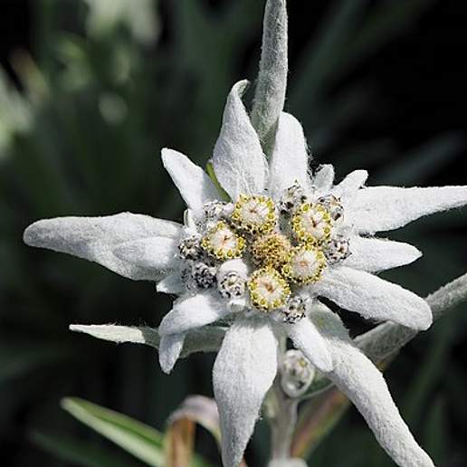 Edelweiss