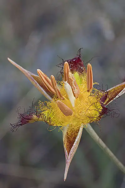 San Luis Mariposa Lily