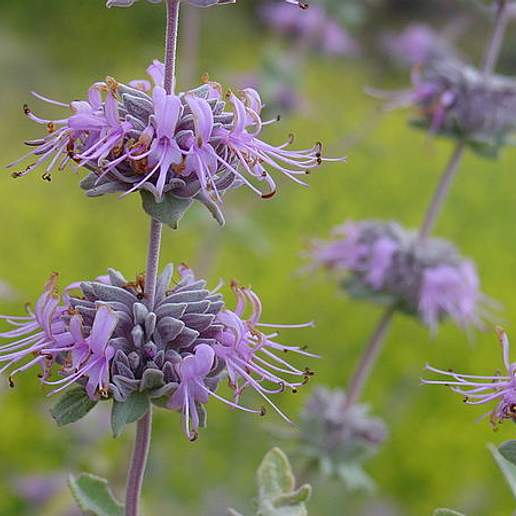 White Leaf Sage