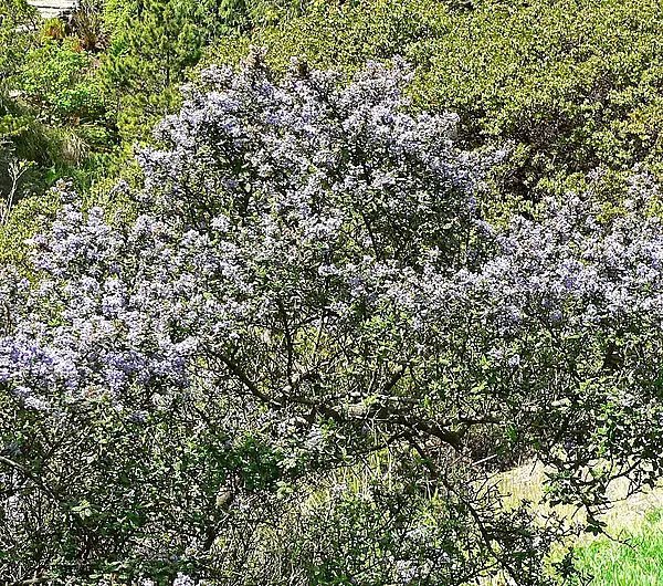 Santa Barbara Blueblossom