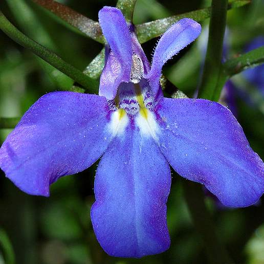 Lobelia