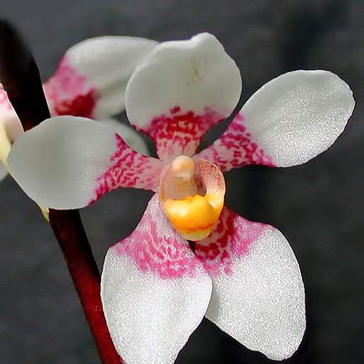 Sarcochilus Fitzgeraldii