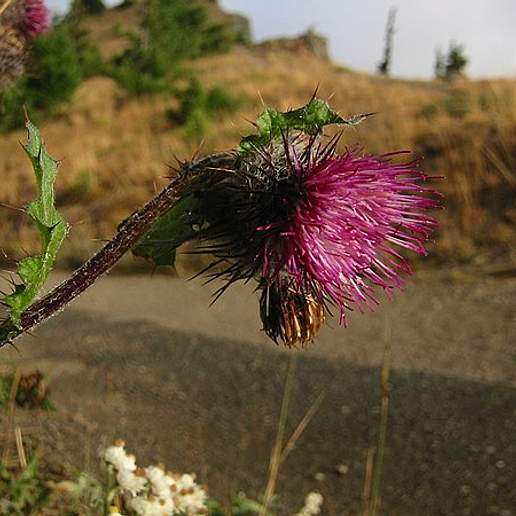 Edible Thistle