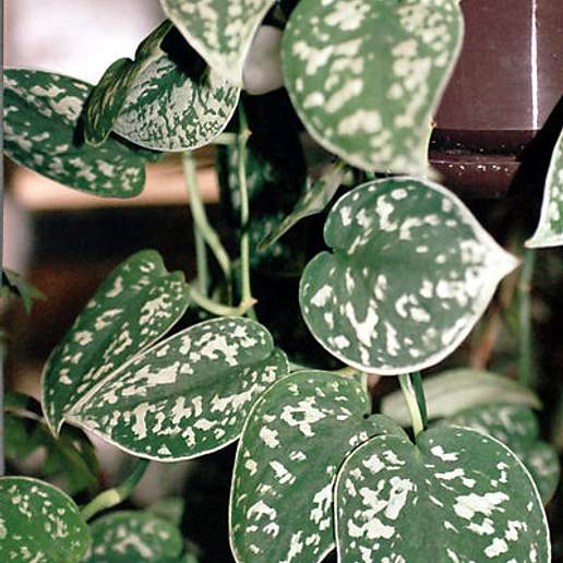 Silver Pothos