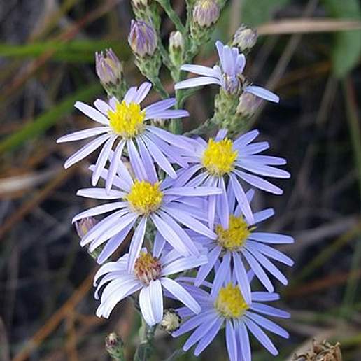 Scaleleaf Aster