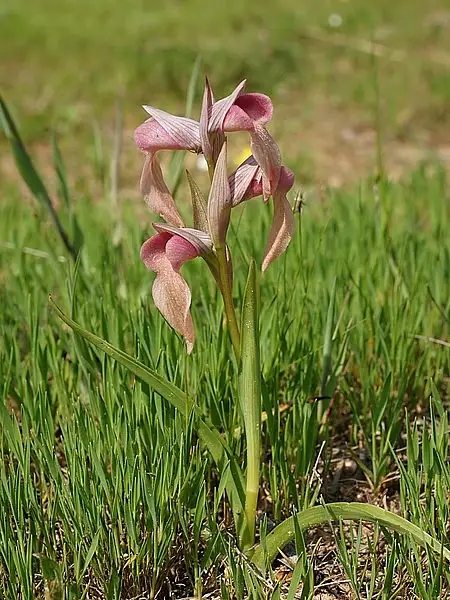 Scarce Tongue Orchid