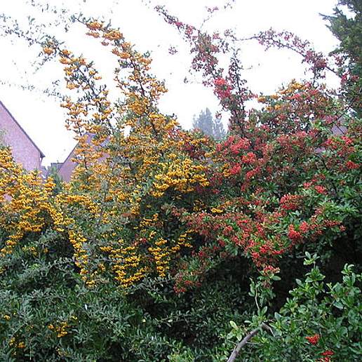 Pyracantha