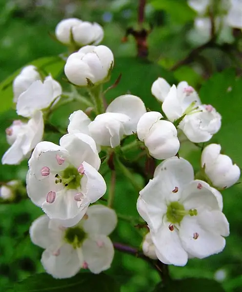 Scarlet Hawthorn