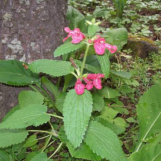 Scarlet Hedge Nettle