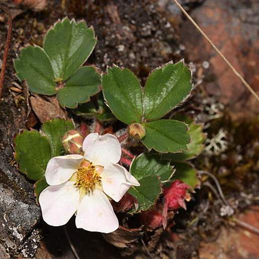 Wild Strawberry