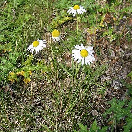 False Mayweed