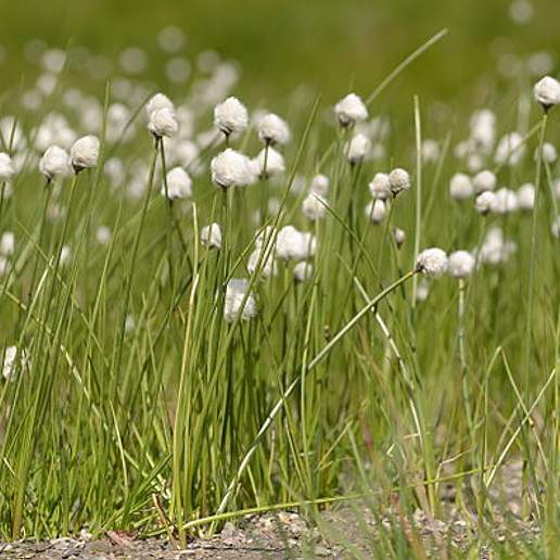 Dense Cotton Grass