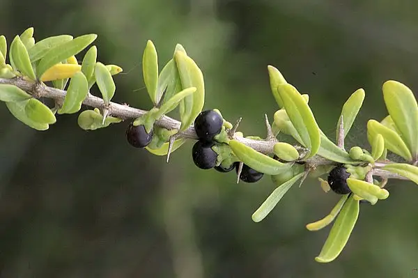 Schweinfurth's Tea Tree