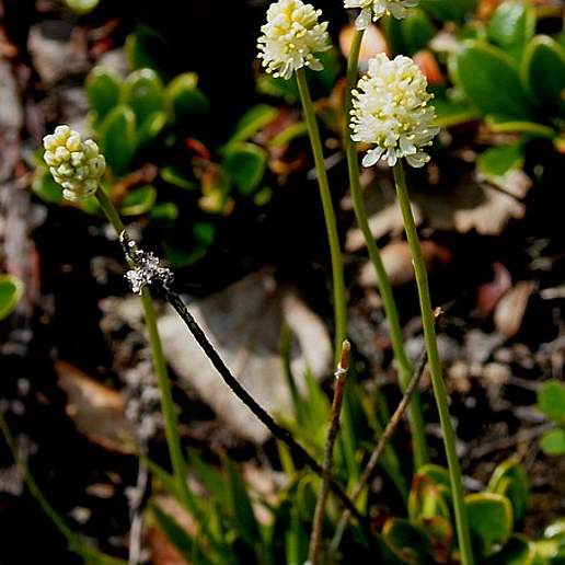 Scottish False Asphodel