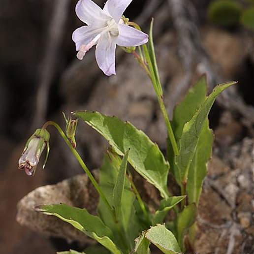 Scouler's Harebell