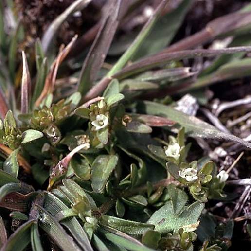 Meadow Popcornflower