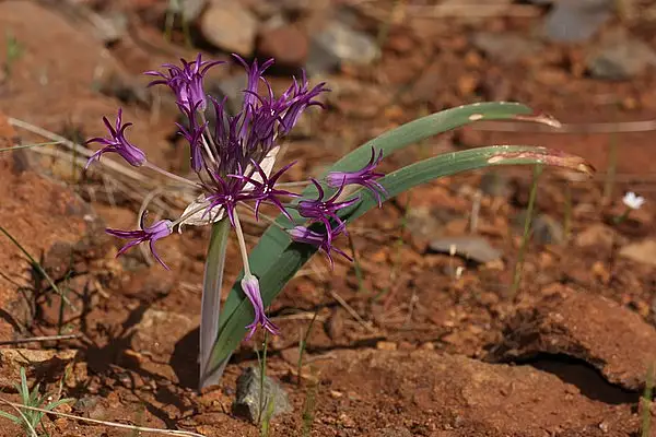 Scythe Leaf Onion
