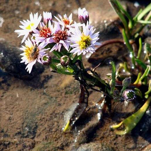 Aster Tripolium