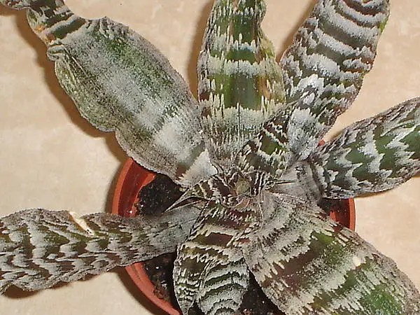 Elaine Earth Star