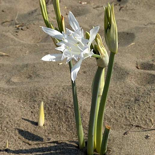 Sand Lily