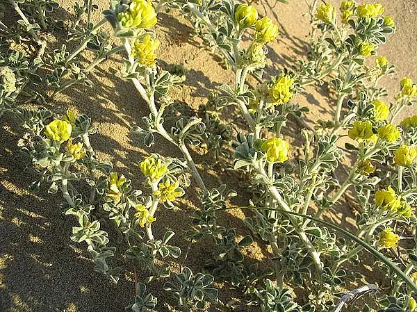 Sea Medick