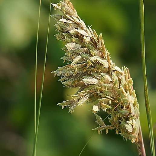 North American Sea Oats