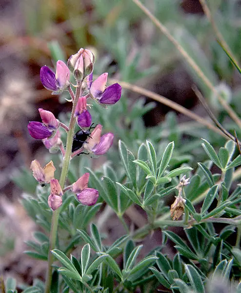 Seashore Lupine