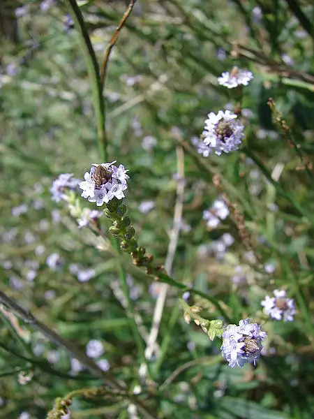 Brazilian Vervain