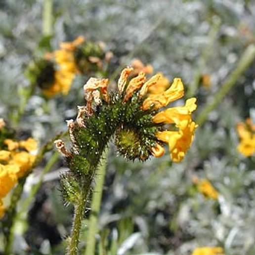 Seaside Fiddleneck