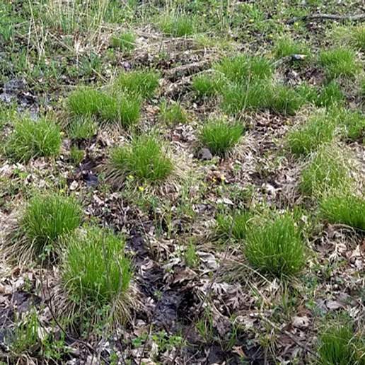 Dropseed Of The Woods