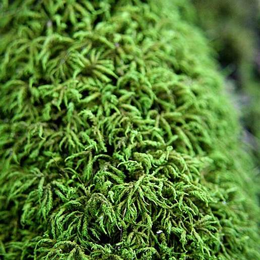 Seductive Entodon Moss