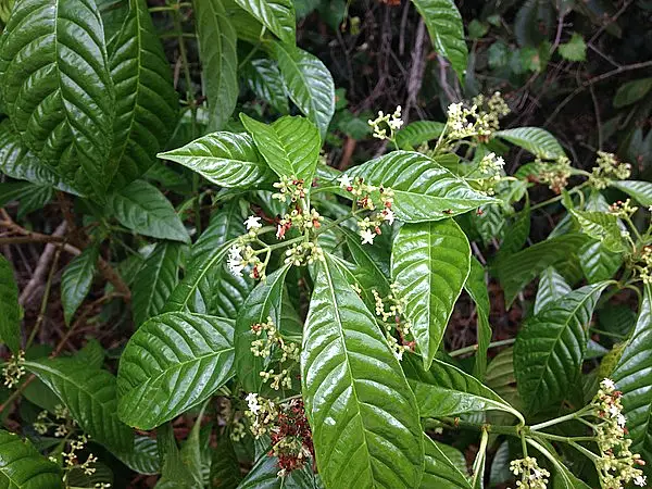Seminole Balsamo