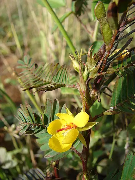 Sensitive Cassia