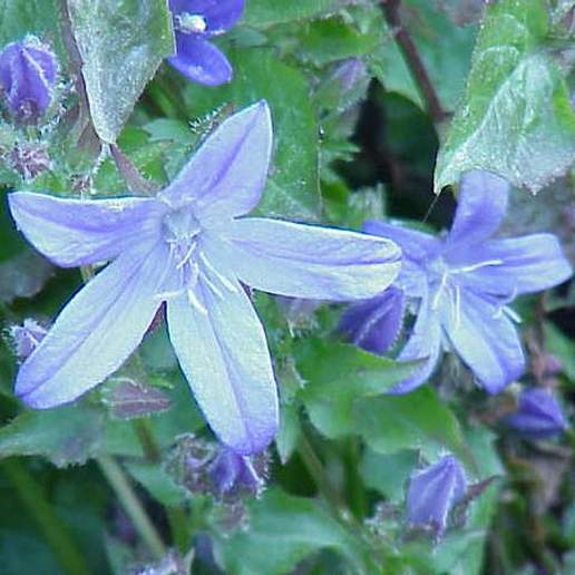 Trailing Bellflower