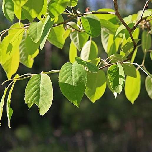 Allegheny Serviceberry