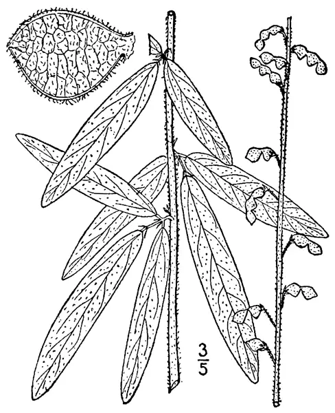 Sessile Tickclover