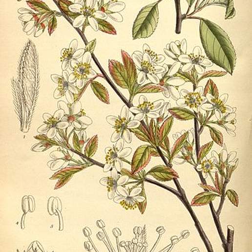 Mountain Serviceberry