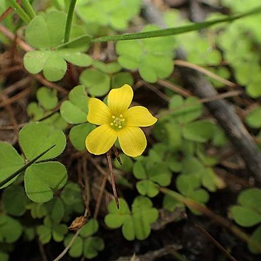 Shady Wood Sorrel