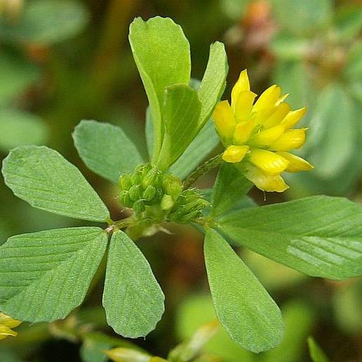 Lesser Hop Trefoil