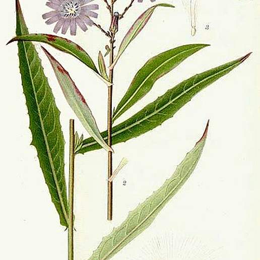 Lactuca sibirica