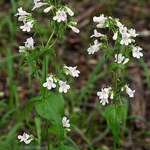 Sharpsepal Beardtongue