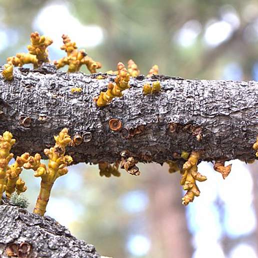 Southwestern Dwarf Mistletoe