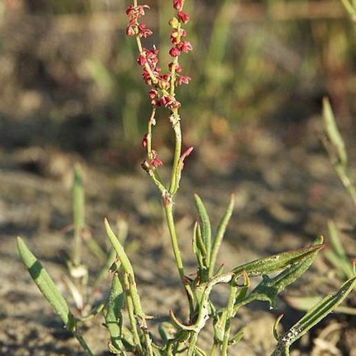 Sheep's Sorrel