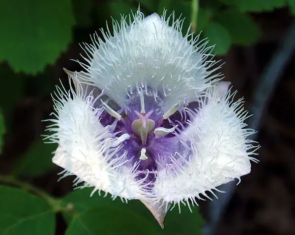 Cat's Ear