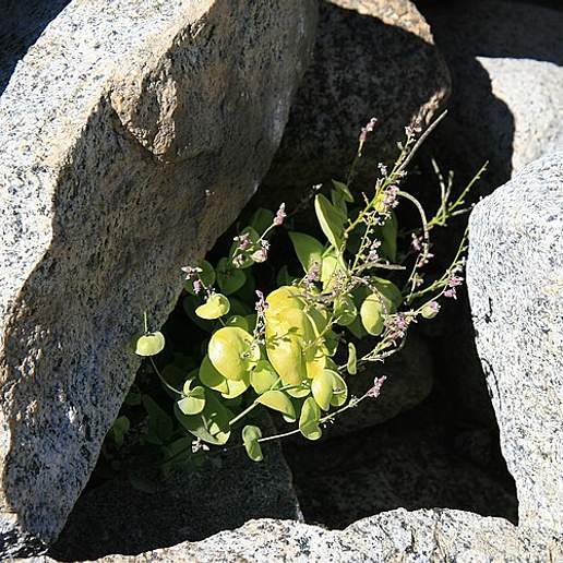 Mountain Jewel Flower