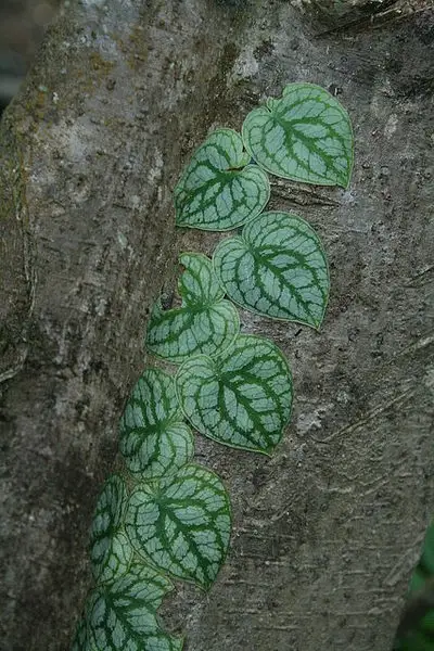 Wall Painting Creeper
