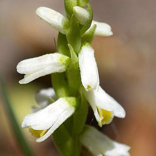 Wide Leaved Ladies' Tresses
