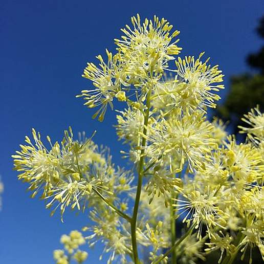 Meadow Rue
