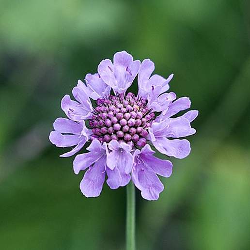 Shining Scabious