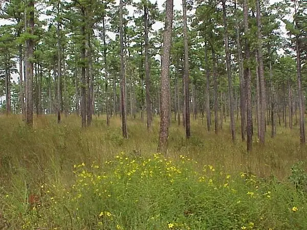 Southern Pine